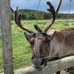 　  馴鹿　　<br>トナカイ